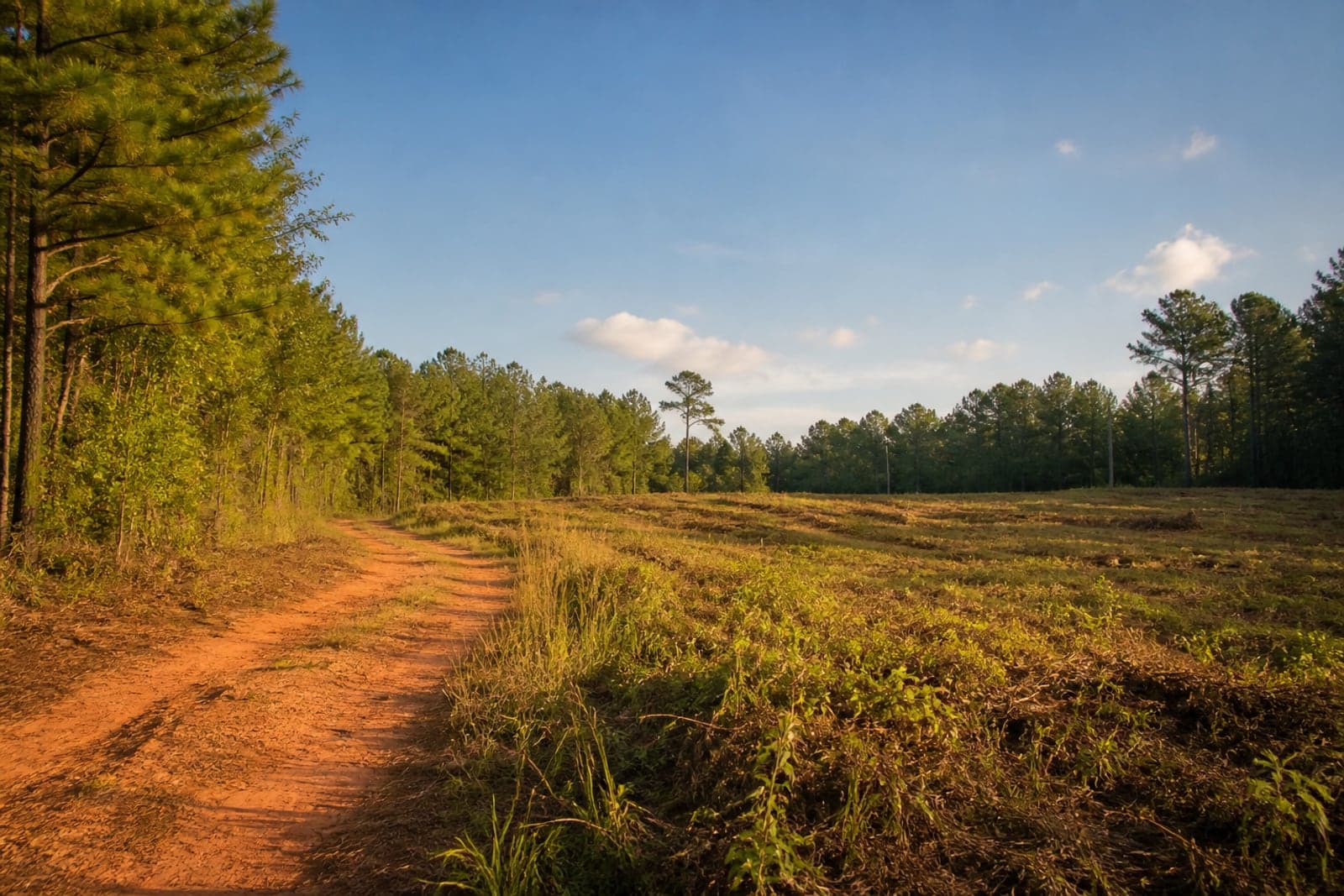 Lower Richland-style timber tract with red clay path, pine trees, and an open clearing.